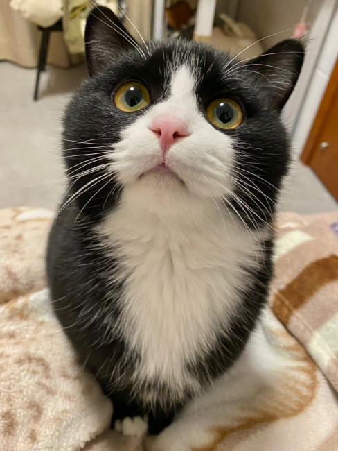 Cow Cat_Baiduwiki