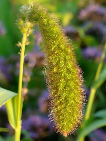 Foxtail Millet_Baiduwiki