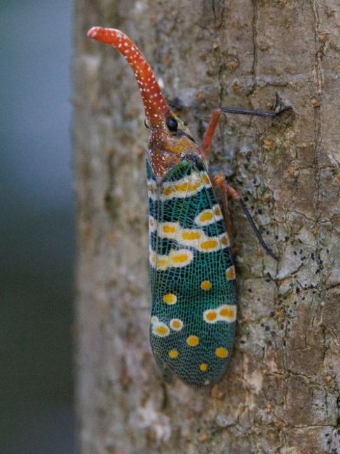 Longan Lanternfly_Baiduwiki