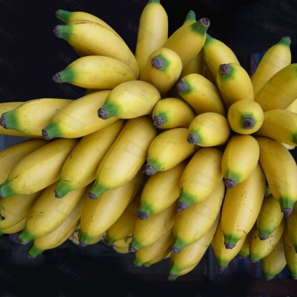 Banana（a plant in the Musaceae family of the Zingiberales order