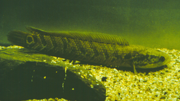 Small snakehead_Baiduwiki