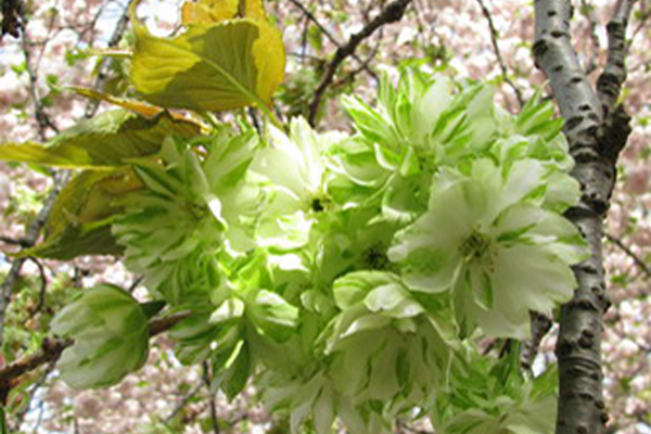 桜（バラ科サクラ亜属の植物）_百度百科