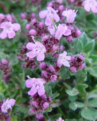 Thyme（A plant in the genus Thymus within the family Lamiaceae.）_Baiduwiki