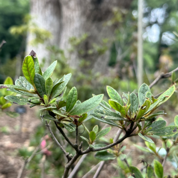 ツツジ（ツツジ科ツツジ属植物）_百度百科