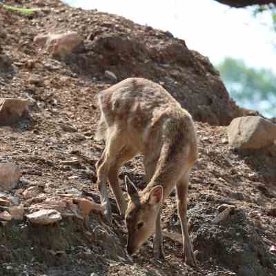 Sika Deer（シカ科シカ属の動物）_百度百科