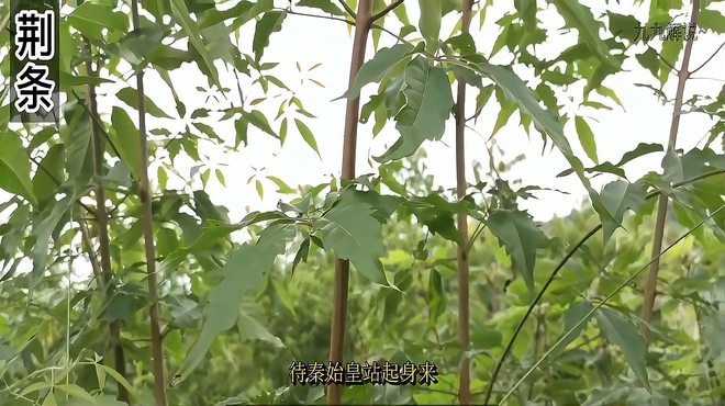 ホソバニンジンボク_百度百科