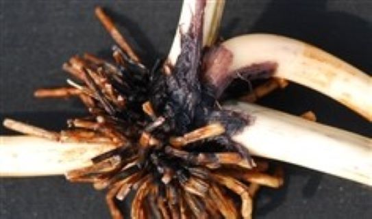 Lotus root（the rhizome of the lotus plant）_Baiduwiki