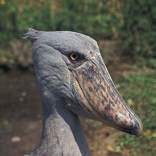 ハシビロコウ_百度百科