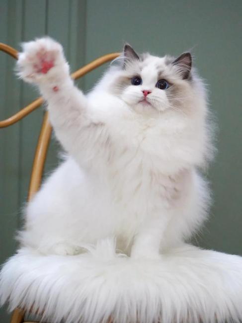 Ragdoll（A pet breed within the genus Felis of the family Felidae ...