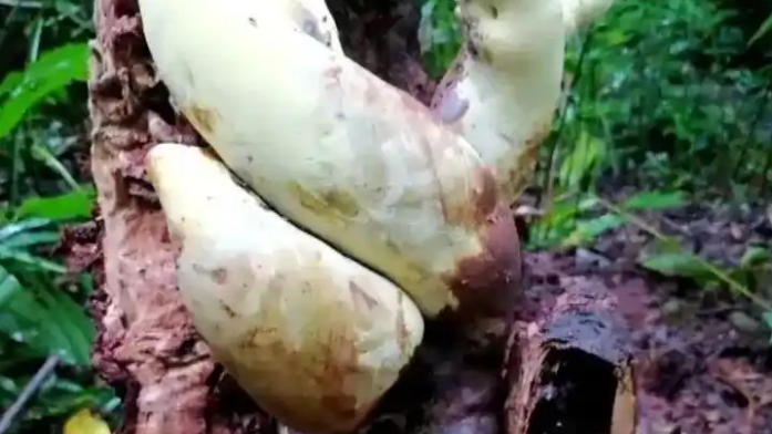 Overlord Yunnan Fungus_Baiduwiki