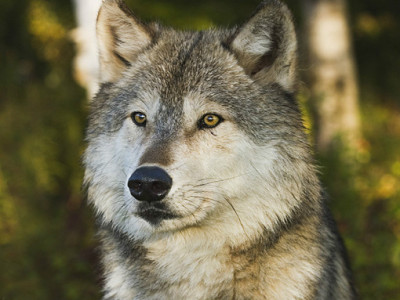 North American gray wolf_Baiduwiki
