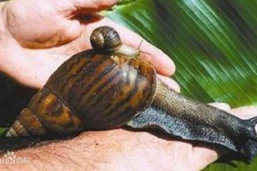 アフリカマイマイ（腹足綱アフリカマイマイ科の動物）_百度百科