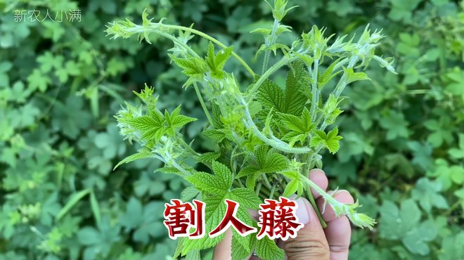 カナムグラ_百度百科