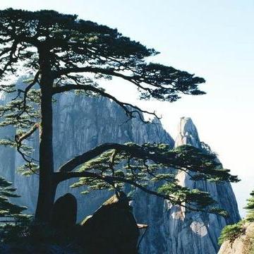 迎賓松_百度百科