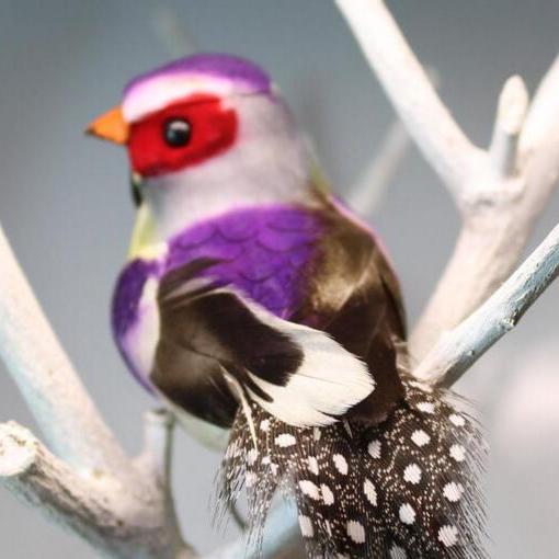  バード purple finch マット 稀少 イギリス限定 Purple Finch_百度百科