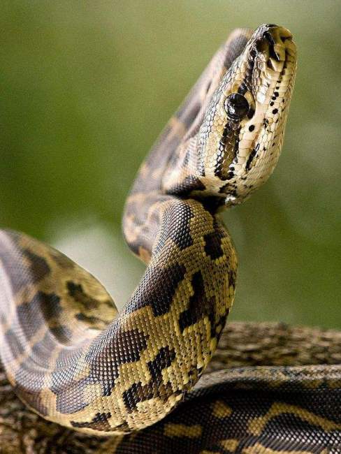 serpent（Un groupe d'animaux appartenant à la classe des Reptiles ...