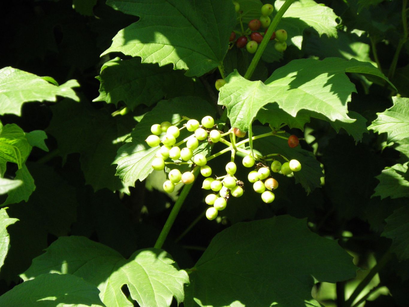 Grape（A plant of the genus Vitis in the family Vitaceae.）_Baiduwiki