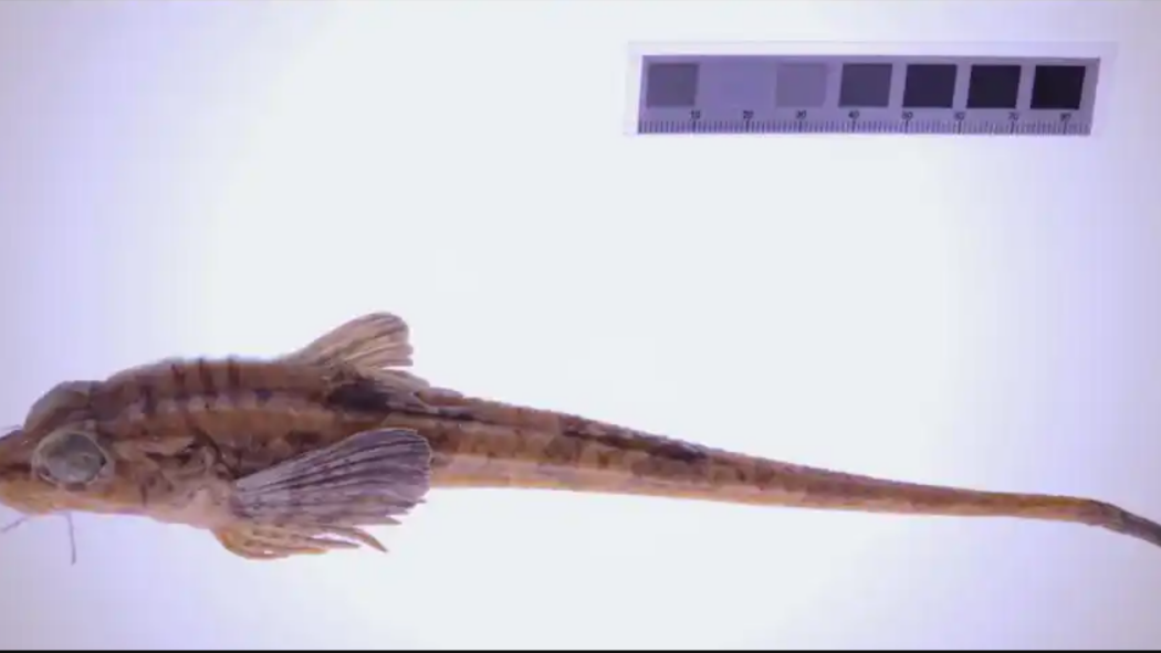 Eight-Angle Fish_Baiduwiki