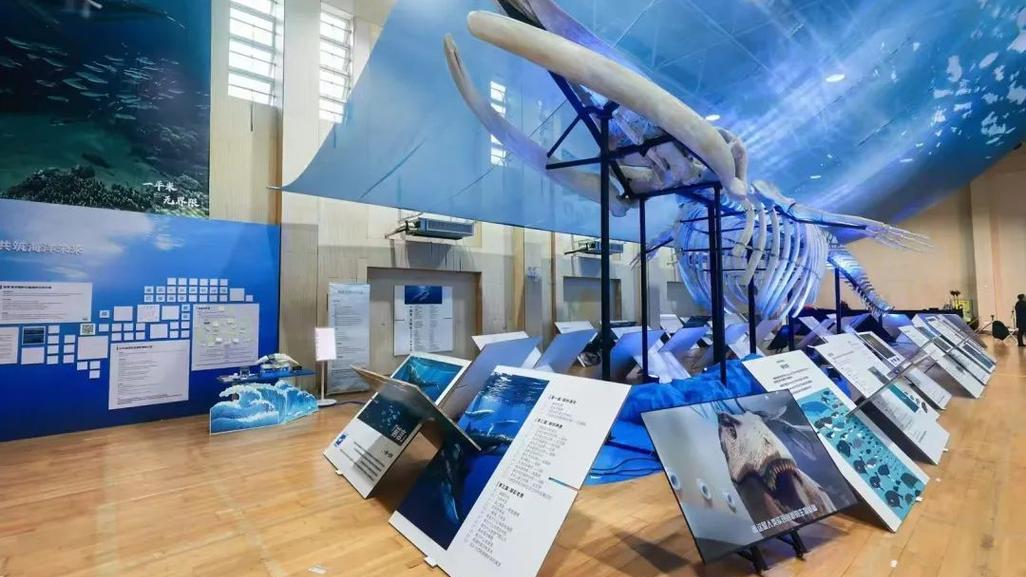 One-Square-Meter Museum · Fin Whale Pavilion_Baiduwiki