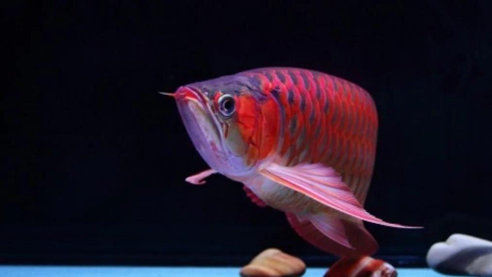 Dragon fish（An animal in the genus Scleropages of the family ...