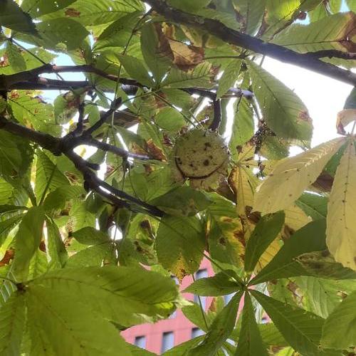 セイヨウトチノキの実_百度百科