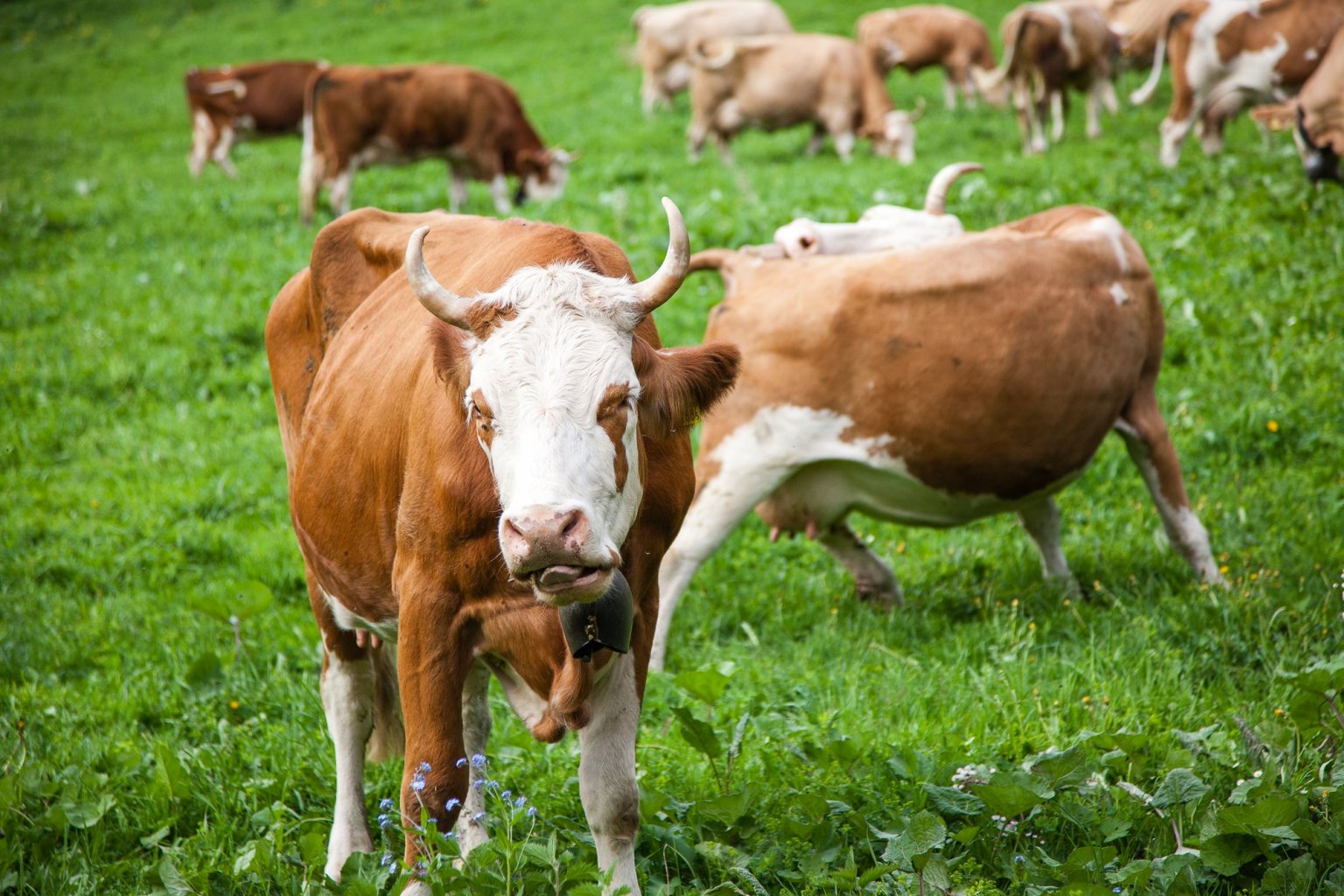 Simmental（A mammal of the family Bovidae, genus Bos.）_Baiduwiki