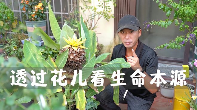 【オススメ】★地湧金蓮★苗　超特大 オススメ】☆地湧金蓮☆苗 大株 チユウキンレン（雲南地湧金蓮） 4寸