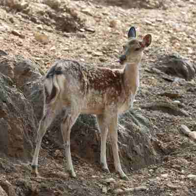 Sika Deer（シカ科シカ属の動物）_百度百科