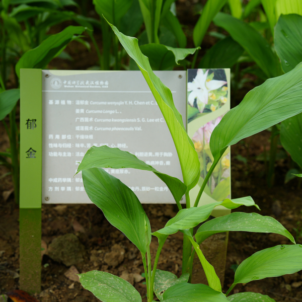 Curcuma aromaticaA plant in the family Zingiberaceae and genus Curcuma ._Baiduwiki