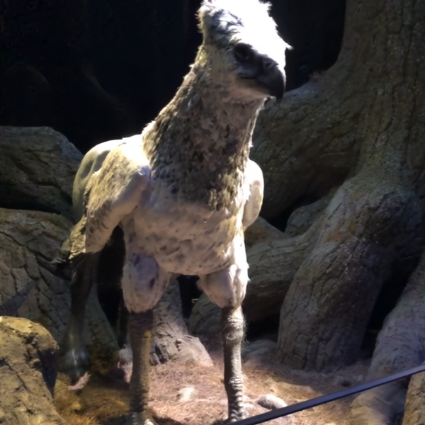 Buckbeak（A magical creature in the Harry Potter series by J.K.